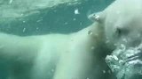 创意生活-20140411-可以和北极熊共泳的人