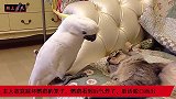 主人故意踩坏鹦鹉的笼子，鹦鹉看到气的炸毛了，脏话脱口而出