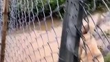 狗子走独木桥过河，被同类无情嘲笑