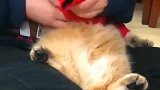 猫：放开我，我又不冷，我才不穿衣服！