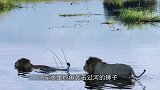 野牛被狮子和鳄鱼夹击，本以为野牛插翅难飞，不料同伴赶到！