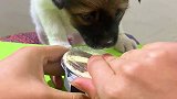 家有萌宠