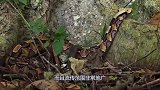 蛇真的怕雄黄吗？蛇见了雄黄有多大的反应？看完涨知识了！