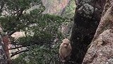 野外遇见两个小猴子，他们温顺又可爱