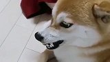狗狗遇到和自己长得一样的毛绒玩具结局让人笑出眼泪