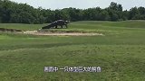 美国出现巨型鳄鱼，体长16英尺，在高尔夫球场散步镜头拍下全程