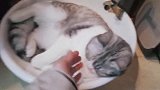 主人问天天睡在洗脸池里的猫咪收租，并跟它拉钩定好了契约