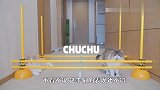 猫咪第一次玩跨栏，看完后，铲屎官都不想说话了