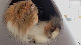 漂亮的小猫咪上线，这可爱的小眼神，萌的我心都化了！