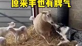 原来羊也是有脾气的，我还是第一次见