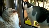 猫：有本事你出来呀，躲着算什么本事！