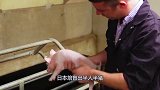 日本培育出“半人半猪”？体内器官和人一样，还能供人所用