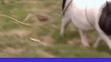 小猪让你哥们等等你