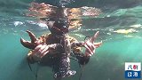 潜水活抓超大苏格兰蓝龙虾，肉肥颜值高土豪们都在吃！