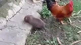 大公鸡：这虫子怎么这么大，不知道能吃不！