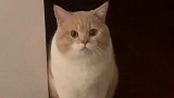 橘猫我是你的梦中情猫