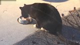 发现一只偷吃的猫咪，看这吃食的模样，你怕不是饿死鬼投胎
