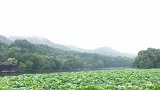 西湖美景烟雨中