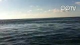 马尔代夫海豚手机拍