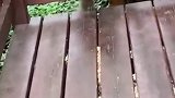 浣熊想吃棉花糖 吃了棉花糖就变成了棉花糖味干脆面娱乐播报台