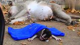 刚出生不久的猴儿（）是孤儿，猴妈难产离世，让人潸然泪下
