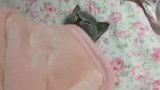 猫：铲屎的快把被子给我盖上，不然要感冒！