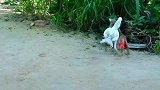 猴子和母鸡打架，终于体会到什么叫“鸡心险恶”，看完忍住别笑！