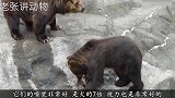 乌鸦落入水池，棕熊救完乌鸦就走，简直是做好事不留名的“雷锋”