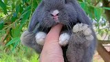 你们说这个兔子是灰色还是蓝色