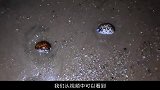 美女赶海第一次捡到这么多椰子螺，结果打开收获意外惊喜，太漂亮
