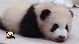 治愈系熊猫宝宝乖乖扮演趴趴熊，像个毛绒玩偶一样，萌的过分！