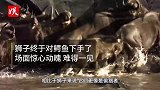 饥饿的狮子邀来同伴，围攻落单鳄鱼！镜头拍下鳄鱼绝望