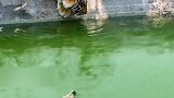 老虎河边喝水碰见鳄鱼，没想到居然是这样的反应