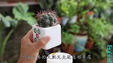 新手养仙人球，必须满足4个条件，个个养成“胖子”
