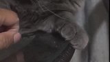 猫：没有小鱼干，我才不和你玩儿呢！