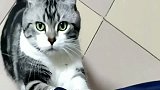 猫：我一生放荡不羁爱自由～快开电驴！