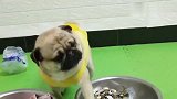 巴哥犬要饭的生意不错，还分“长钱”“圆钱”收入颇丰啊