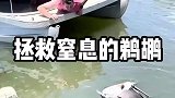 神奇鹈鹕被鱼噎住，奄奄一息，竟被这样救回