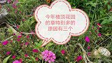今年楼顶花园的草特别多，究其原因有三个，看红姐如何处理