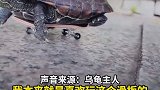 小乌龟玩指尖滑板动作迅捷