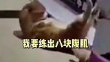 小猫咪都这么努力了娱乐播报台