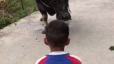 骑牛的小伙，太酷啦