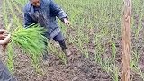 现在的农民太难了，没有水只能这样种水稻