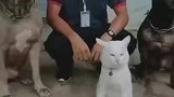 被斗牛犬带大的猫咪