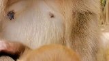小糖豆抱住手指就啃 火山