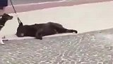 这条狗很皮啊，不往这边走就躺着不走了