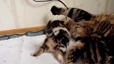 调皮的小奶猫上线，这萌萌哒的小样子，真可爱！