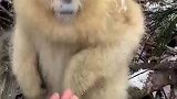 金丝猴就像贵族，峨眉山的那群就像丐帮