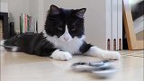 指尖陀螺在猫咪面前转，猫咪看的都犯困了，铲屎的真是幼稚