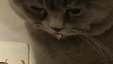 这只猫告诉我们什么叫做心有鱼而力不足，瞧瞧那口水，真是太可爱